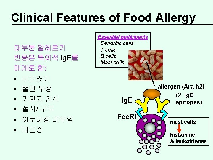 Clinical Features of Food Allergy 대부분 알레르기 반응은 특이적 Ig. E를 매게로 함: •