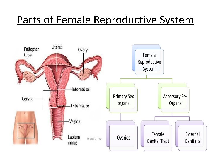 Parts of Female Reproductive System 