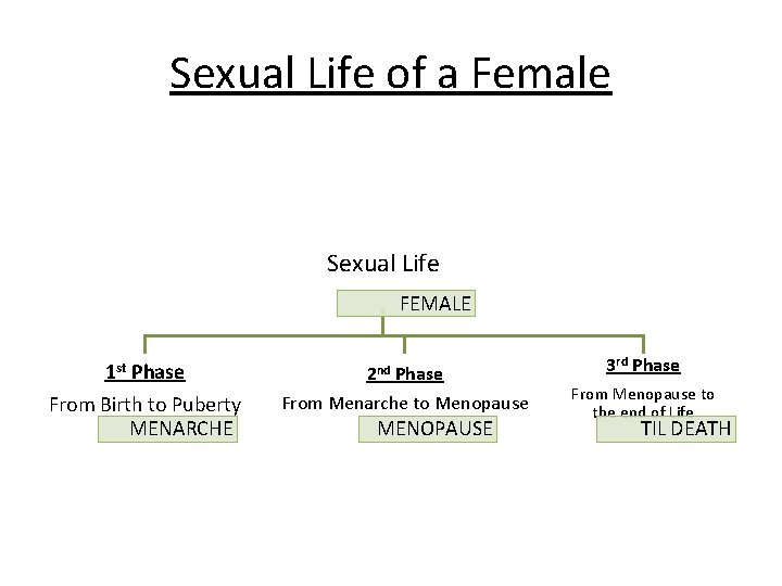 Sexual Life of a Female Sexual Life FEMALE 1 st Phase 2 nd Phase