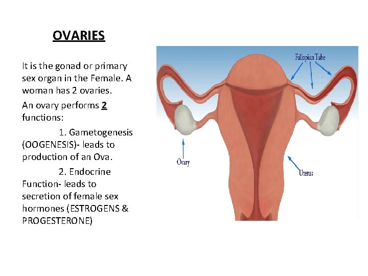 OVARIES It is the gonad or primary sex organ in the Female. A woman