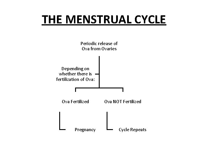 THE MENSTRUAL CYCLE Periodic release of Ova from Ovaries Depending on whethere is fertilization