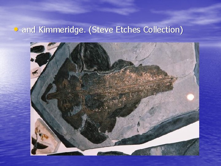 • and Kimmeridge. (Steve Etches Collection) 
