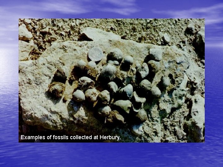 Examples of fossils collected at Herbury. 