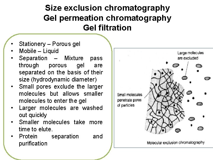 Size exclusion chromatography Gel permeation chromatography Gel filtration • Stationery – Porous gel •