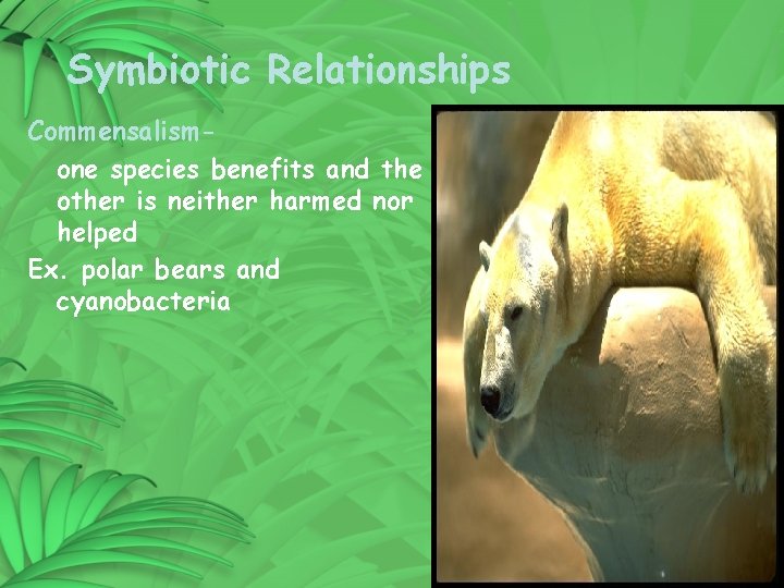 Symbiotic Relationships Commensalismone species benefits and the other is neither harmed nor helped Ex. Symbiotic Relationships Commensalismone species benefits and the other is neither harmed nor helped Ex.