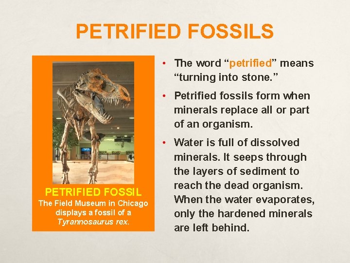 PETRIFIED FOSSILS • The word “petrified” means “turning into stone. ” • Petrified fossils