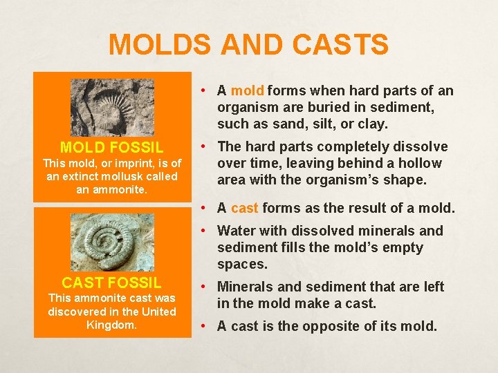 MOLDS AND CASTS • A mold forms when hard parts of an organism are