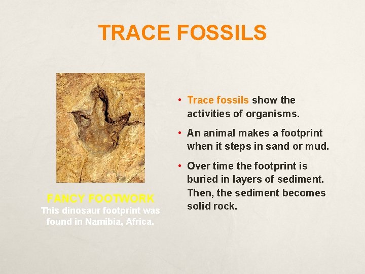 TRACE FOSSILS • Trace fossils show the activities of organisms. • An animal makes