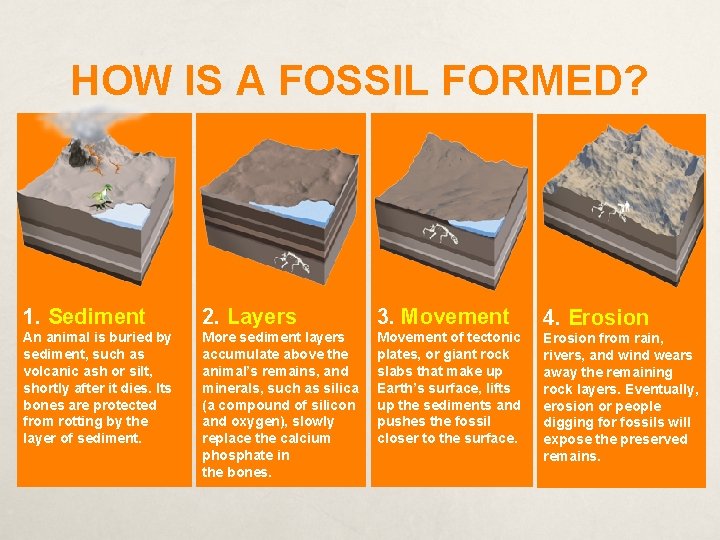 HOW IS A FOSSIL FORMED? 1. Sediment 2. Layers 3. Movement 4. Erosion An