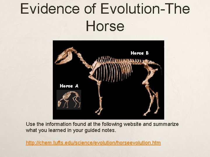 Evidence of Evolution-The Horse B Horse A Use the information found at the following