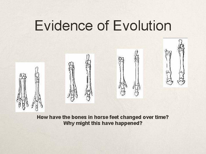 Evidence of Evolution How have the bones in horse feet changed over time? Why