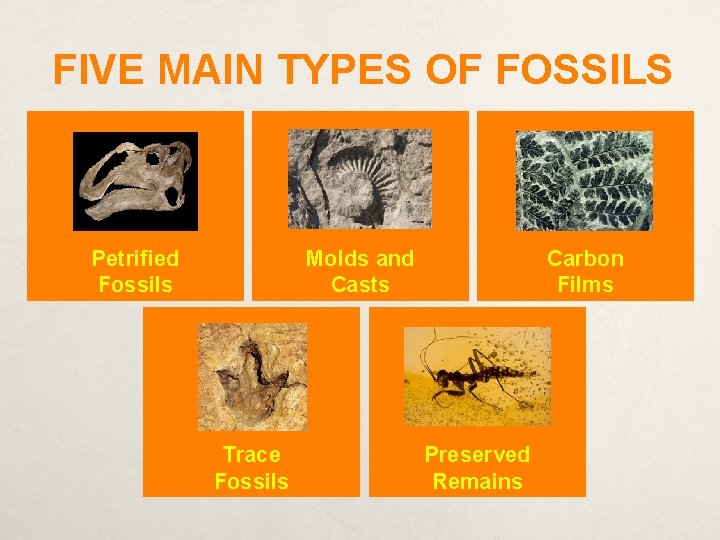 FIVE MAIN TYPES OF FOSSILS Petrified Fossils Molds and Casts Trace Fossils Carbon Films