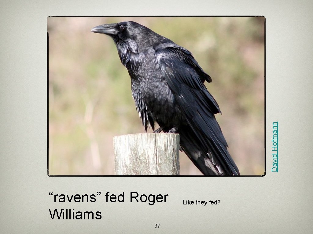 David Hofmann “ravens” fed Roger Williams 37 Like they fed? 