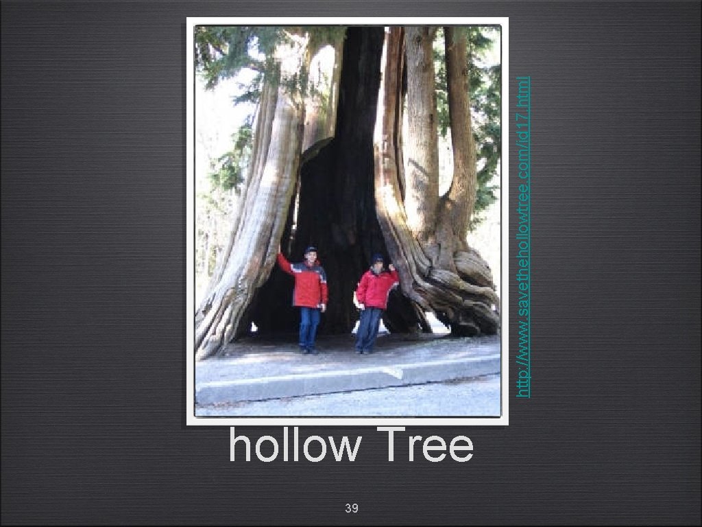 hollow Tree 39 http: //www. savethehollowtree. com/id 17. html 