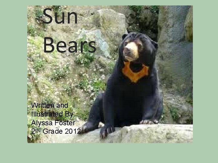 Sun Bears Sun Bear Written and Illustrated By: Alyssa Foster 2 nd Grade 2012