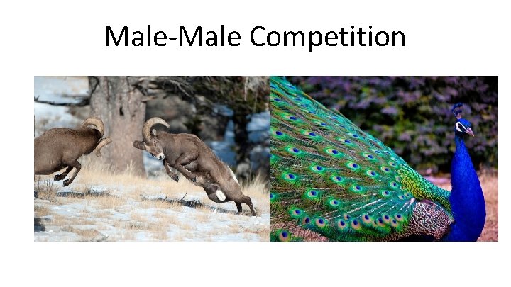 Male-Male Competition 