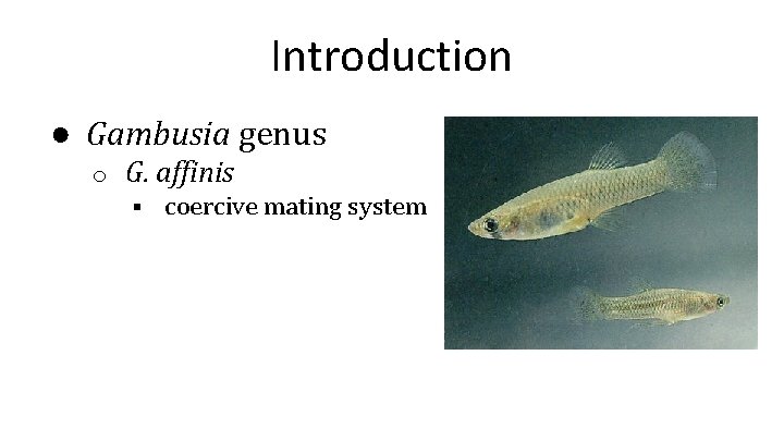 Introduction ● Gambusia genus o G. affinis § coercive mating system 