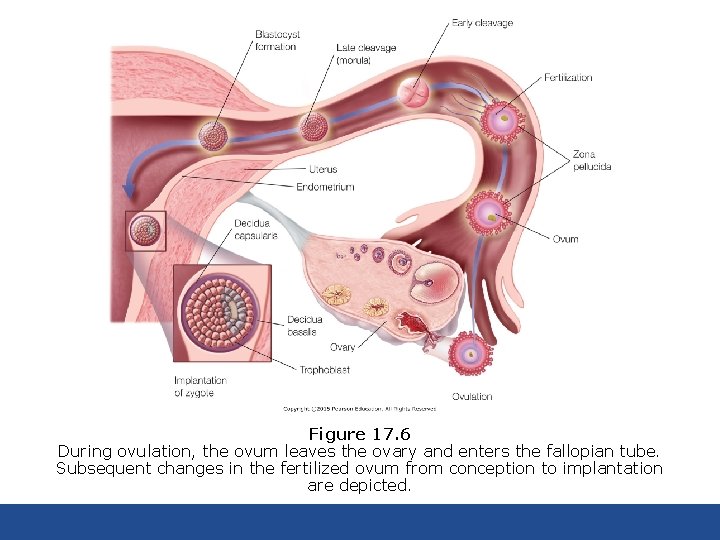 Figure 17. 6 During ovulation, the ovum leaves the ovary and enters the fallopian