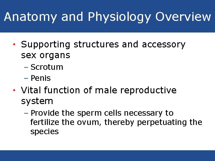 Anatomy and Physiology Overview • Supporting structures and accessory sex organs – Scrotum –