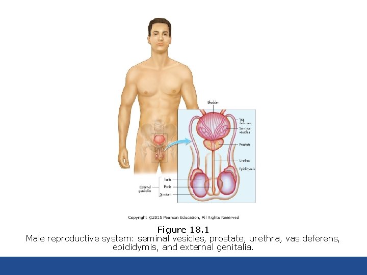 Figure 18. 1 Male reproductive system: seminal vesicles, prostate, urethra, vas deferens, epididymis, and
