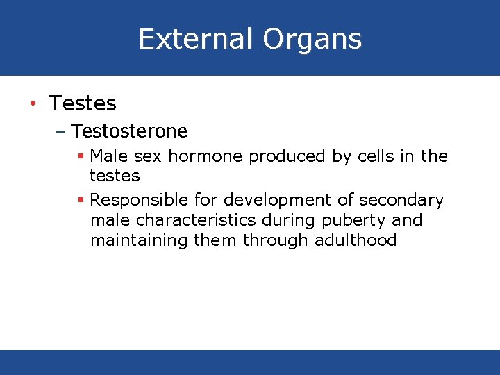 External Organs • Testes – Testosterone § Male sex hormone produced by cells in