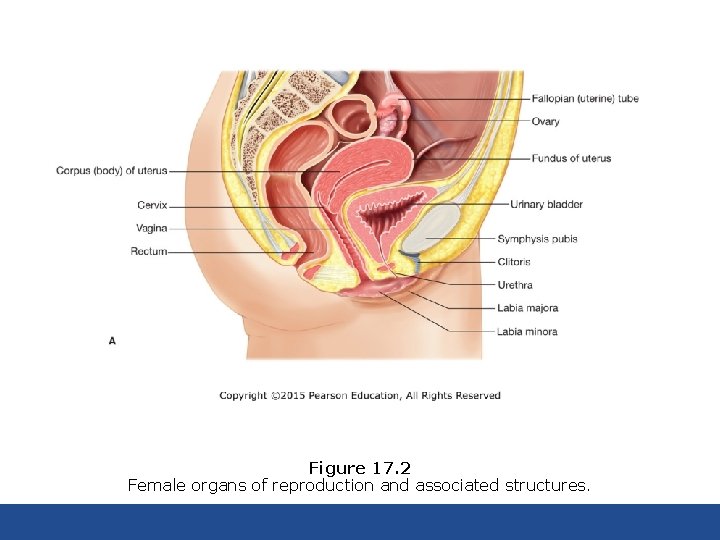 Figure 17. 2 Female organs of reproduction and associated structures. 