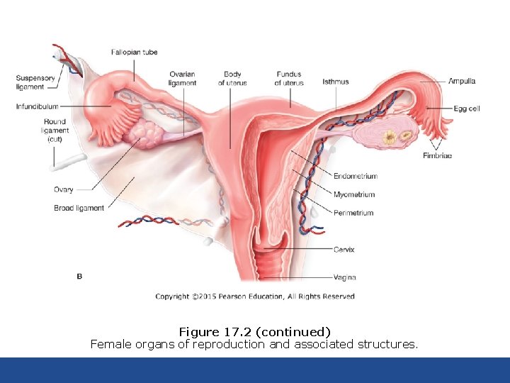 Figure 17. 2 (continued) Female organs of reproduction and associated structures. 