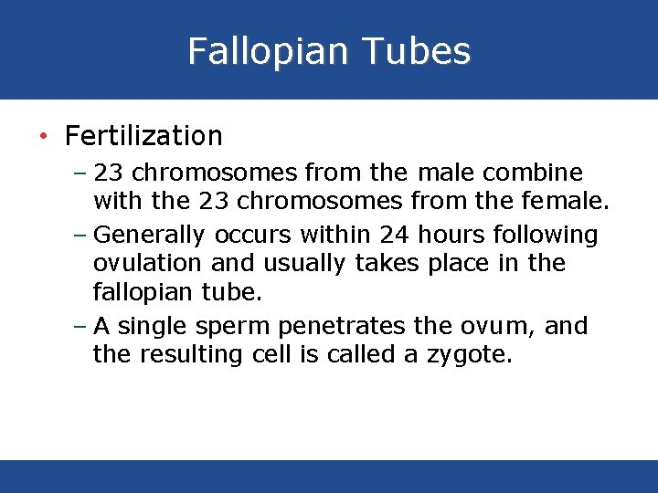 Fallopian Tubes • Fertilization – 23 chromosomes from the male combine with the 23