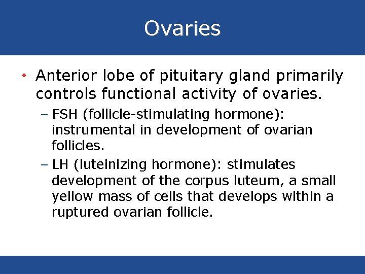 Ovaries • Anterior lobe of pituitary gland primarily controls functional activity of ovaries. –