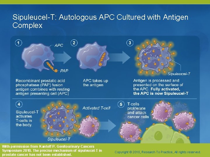 Sipuleucel-T: Autologous APC Cultured with Antigen Complex With permission from Kantoff P. Genitourinary Cancers Sipuleucel-T: Autologous APC Cultured with Antigen Complex With permission from Kantoff P. Genitourinary Cancers