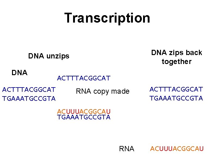 Transcription DNA zips back together DNA unzips DNA ACTTTACGGCAT TGAAATGCCGTA ACTTTACGGCAT RNA copy made