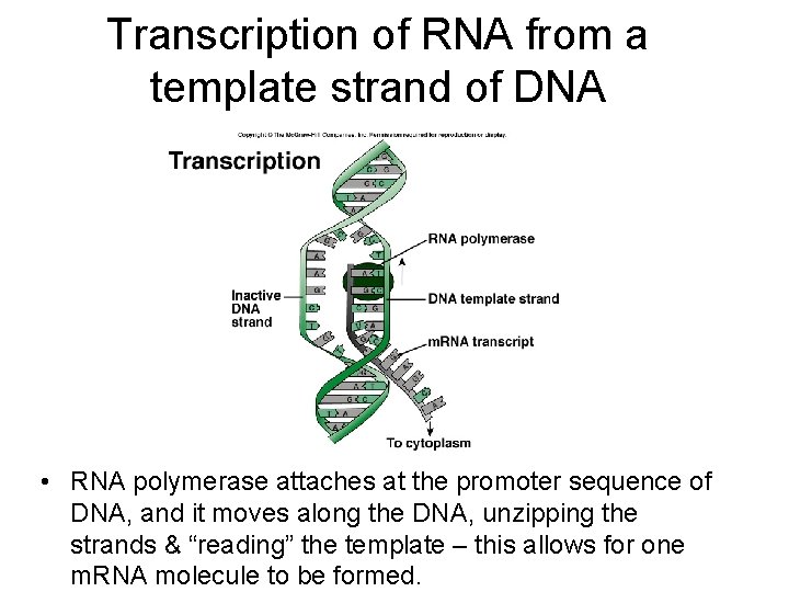 Transcription of RNA from a template strand of DNA • RNA polymerase attaches at