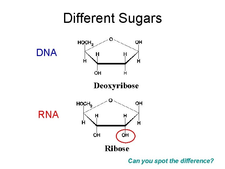 Different Sugars DNA RNA Can you spot the difference? 