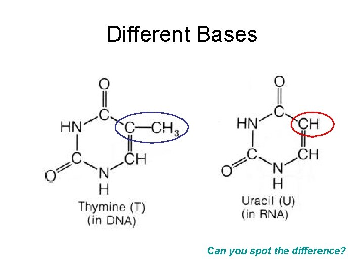 Different Bases Can you spot the difference? 