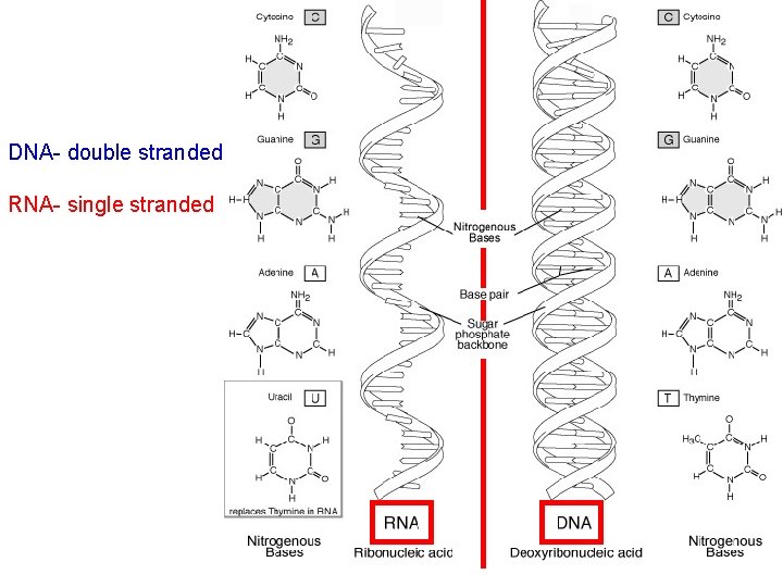 DNA- double stranded RNA- single stranded 