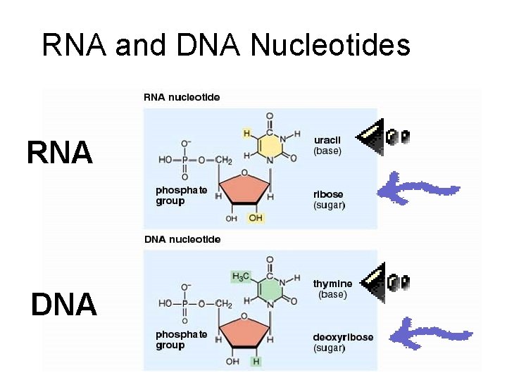 RNA and DNA Nucleotides RNA DNA 