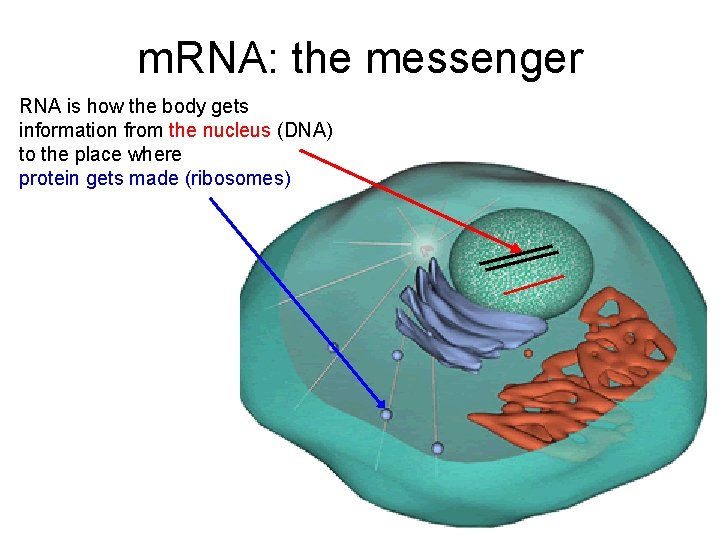 m. RNA: the messenger RNA is how the body gets information from the nucleus