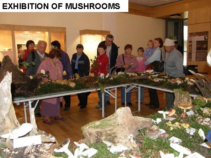 EXHIBITION OF MUSHROOMS 