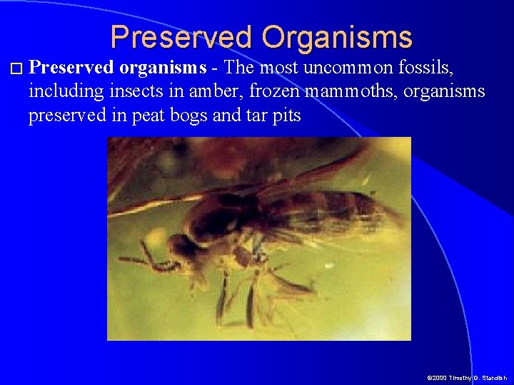 Preserved Organisms � Preserved organisms - The most uncommon fossils, including insects in amber,