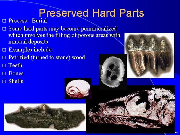 Preserved Hard Parts � Process - Burial � � � Some hard parts may