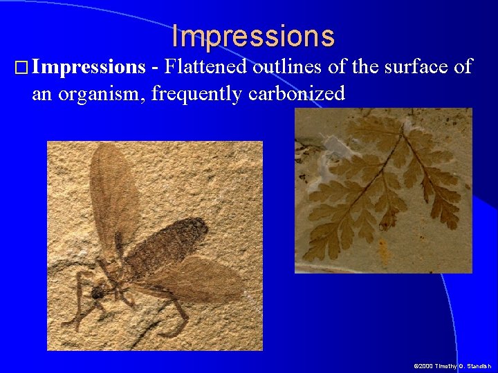 � Impressions - Flattened outlines of the surface of an organism, frequently carbonized ©