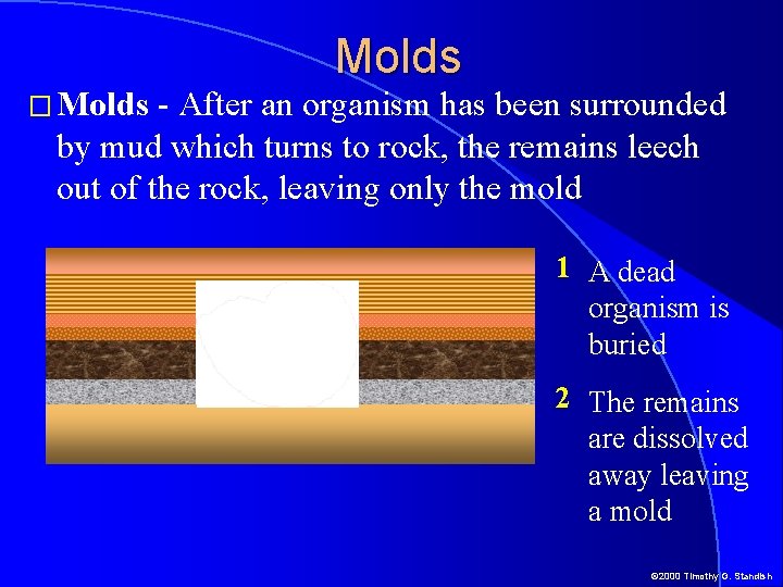 � Molds - After an organism has been surrounded by mud which turns to