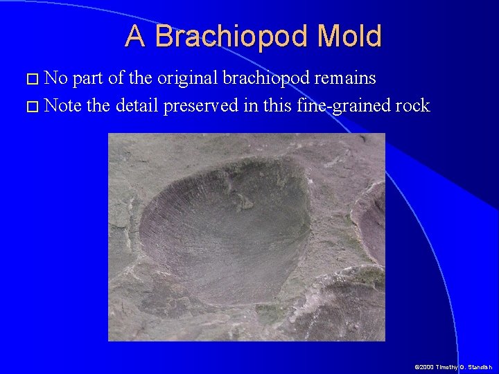 A Brachiopod Mold � No part of the original brachiopod remains � Note the