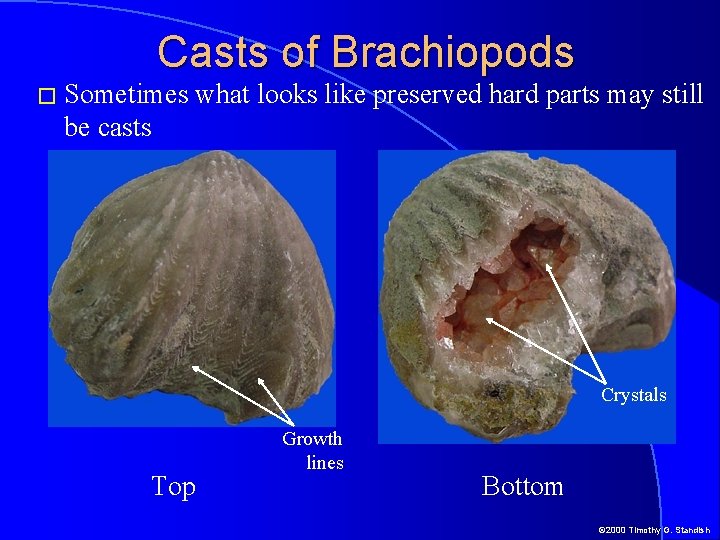 Casts of Brachiopods � Sometimes what looks like preserved hard parts may still be