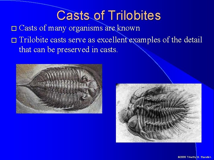 � Casts of Trilobites of many organisms are known � Trilobite casts serve as