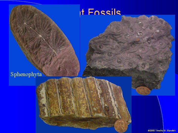 Plant Fossils Sphenophyta © 2000 Timothy G. Standish 