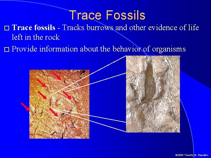 � Trace Fossils fossils - Tracks burrows and other evidence of life left in