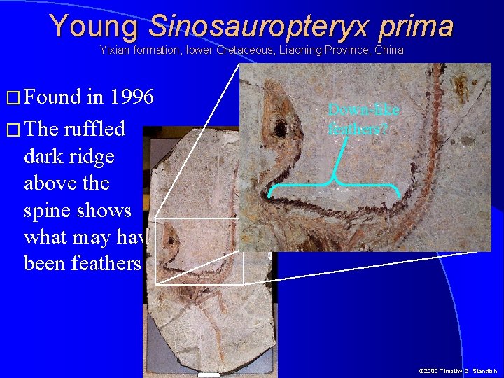 Young Sinosauropteryx prima Yixian formation, lower Cretaceous, Liaoning Province, China � Found in 1996