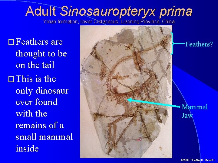 Adult Sinosauropteryx prima Yixian formation, lower Cretaceous, Liaoning Province, China � Feathers are thought