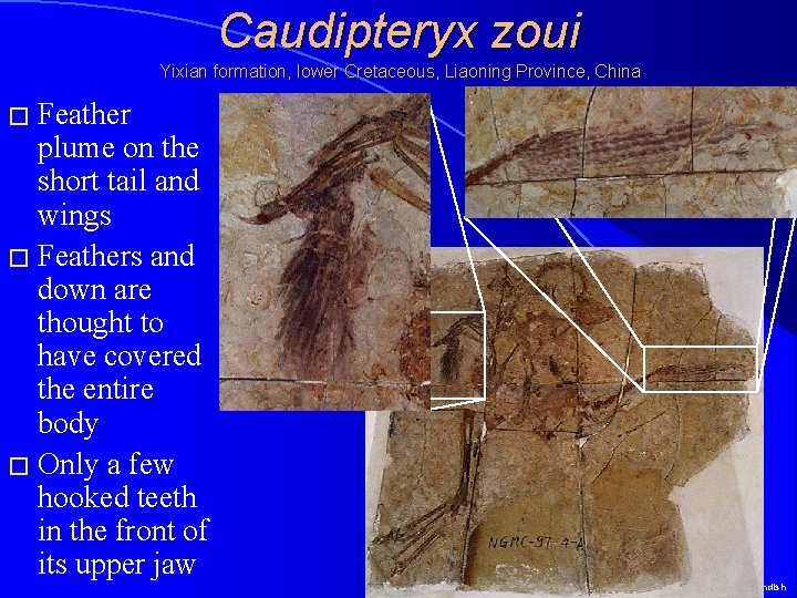 Caudipteryx zoui Yixian formation, lower Cretaceous, Liaoning Province, China � Feather plume on the